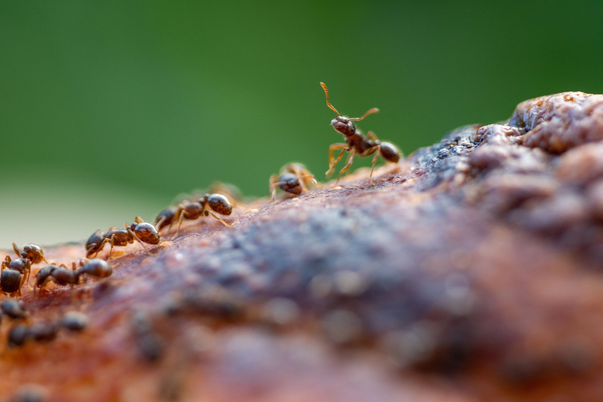 Ants and Fire Ants control by JT Solution