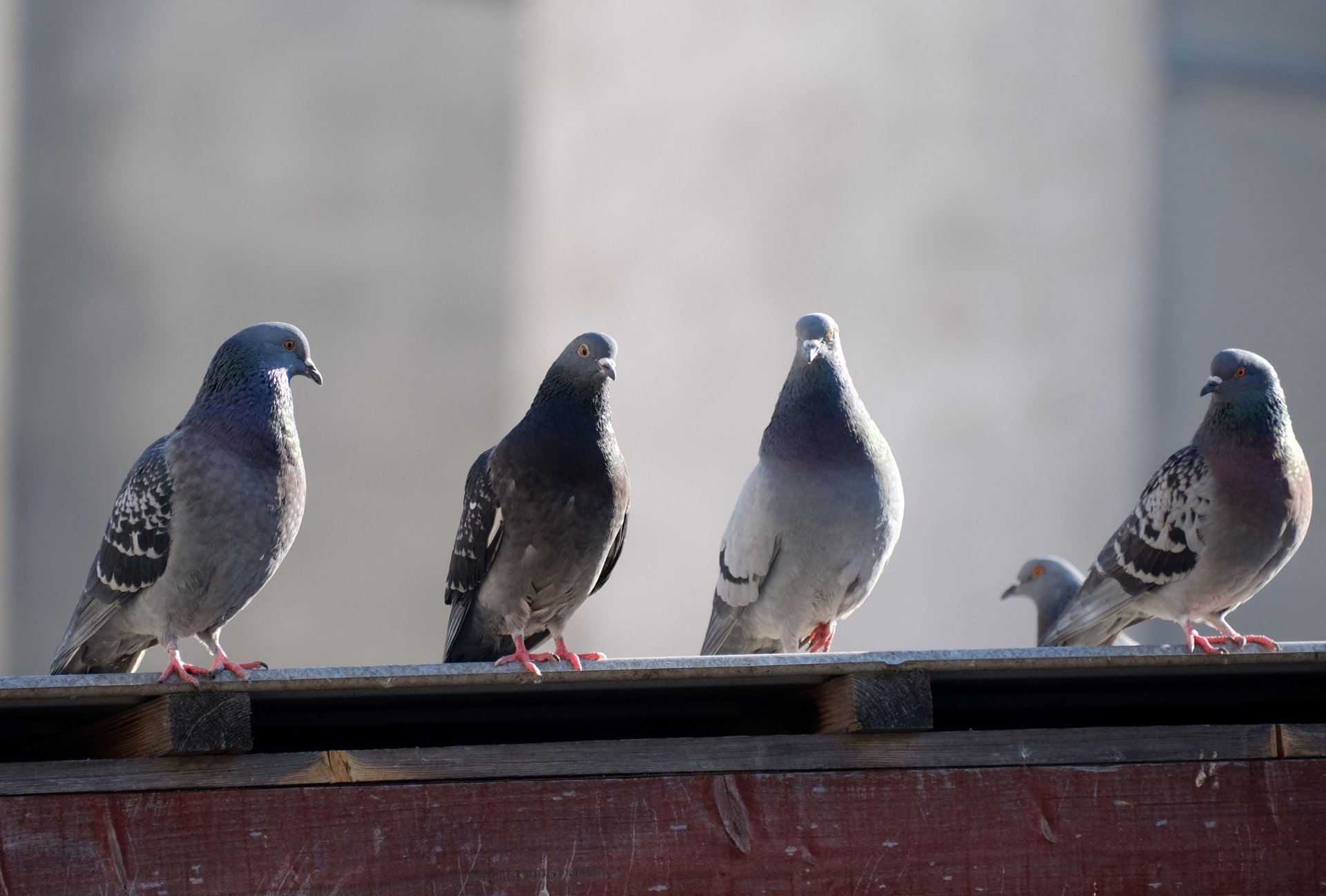 Birds control by JT Solution