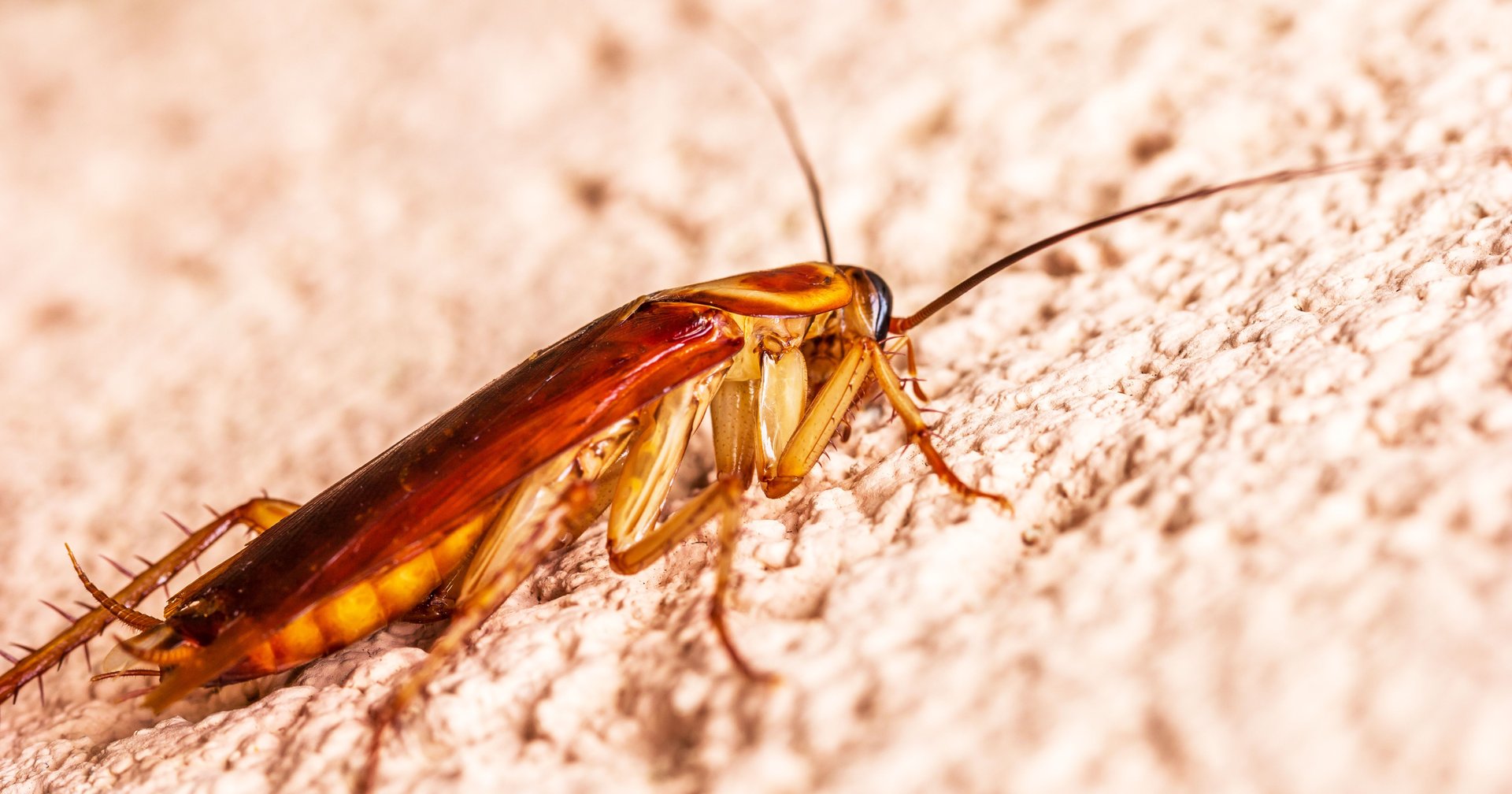 Cockroaches control by JT Solution