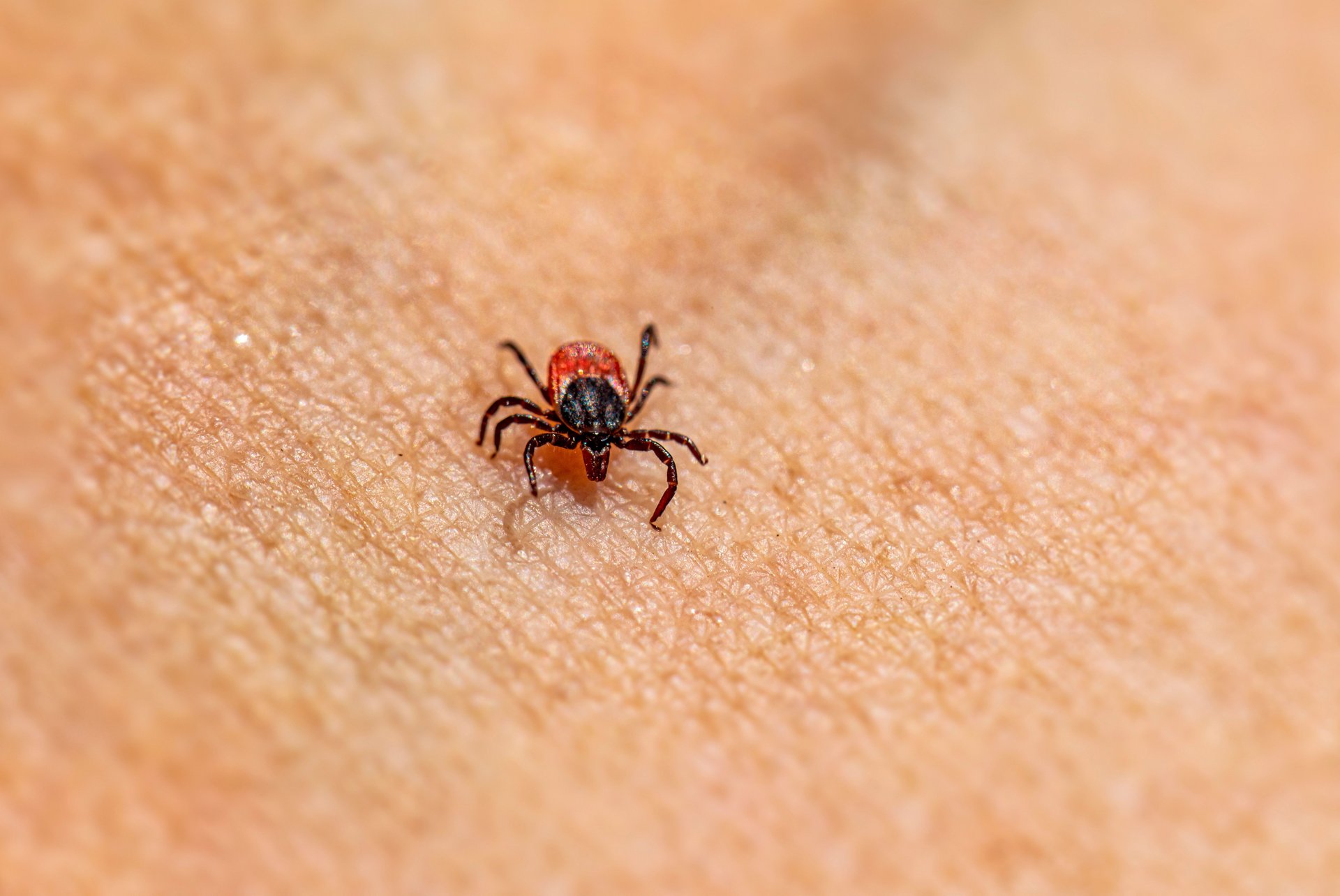 Fleas and Ticks control by JT Solution