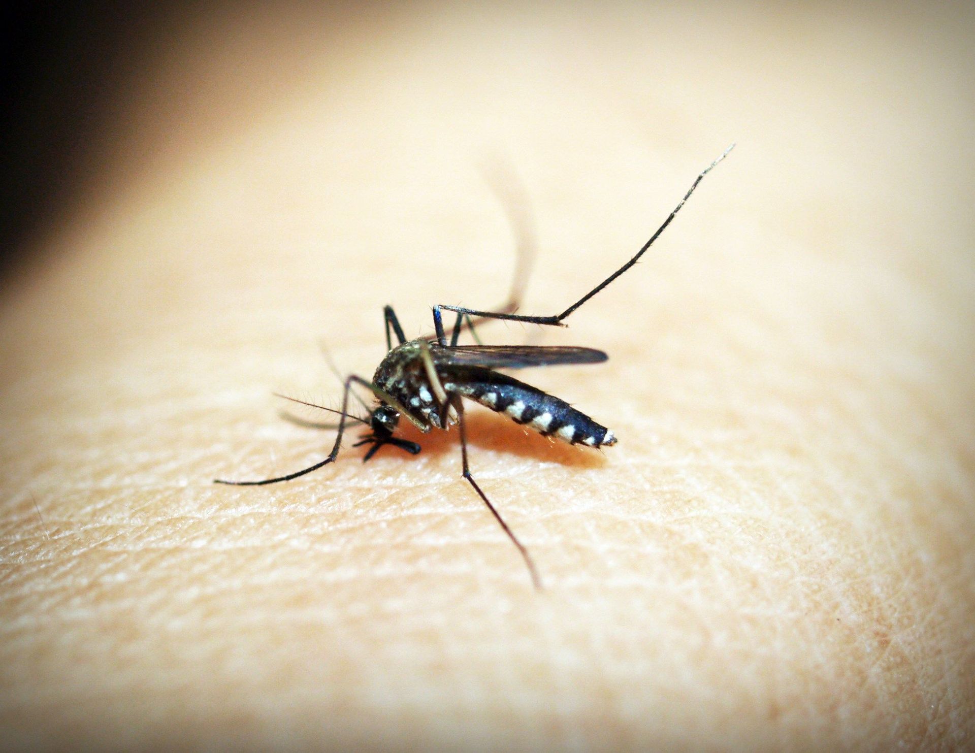 Mosquitoes control by JT Solution