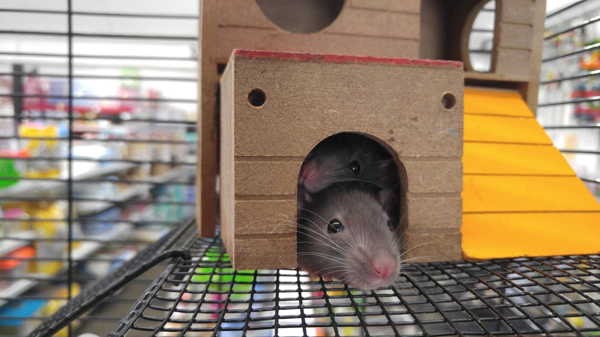Rat and mouse species