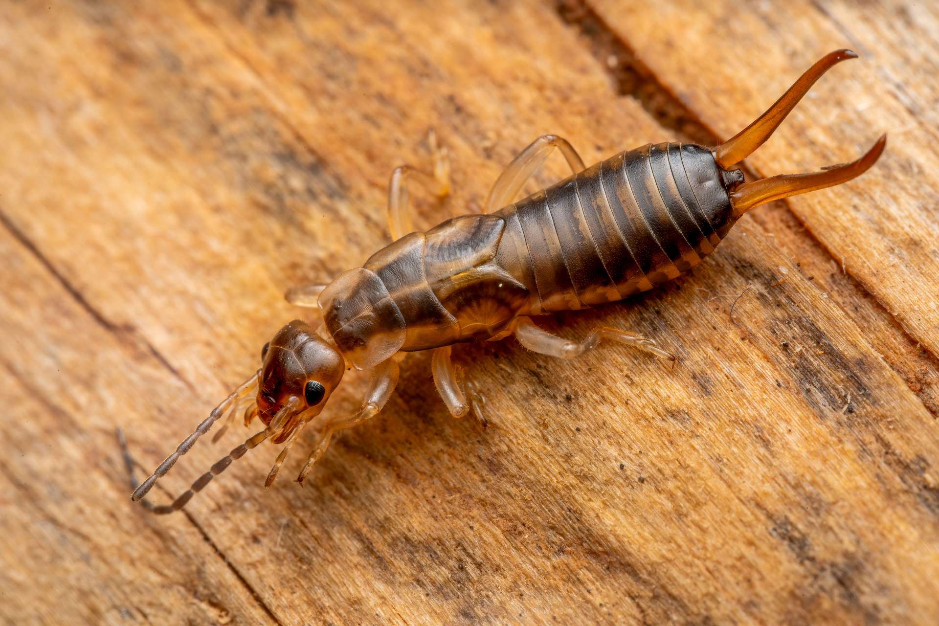 Silverfish control by JT Solution