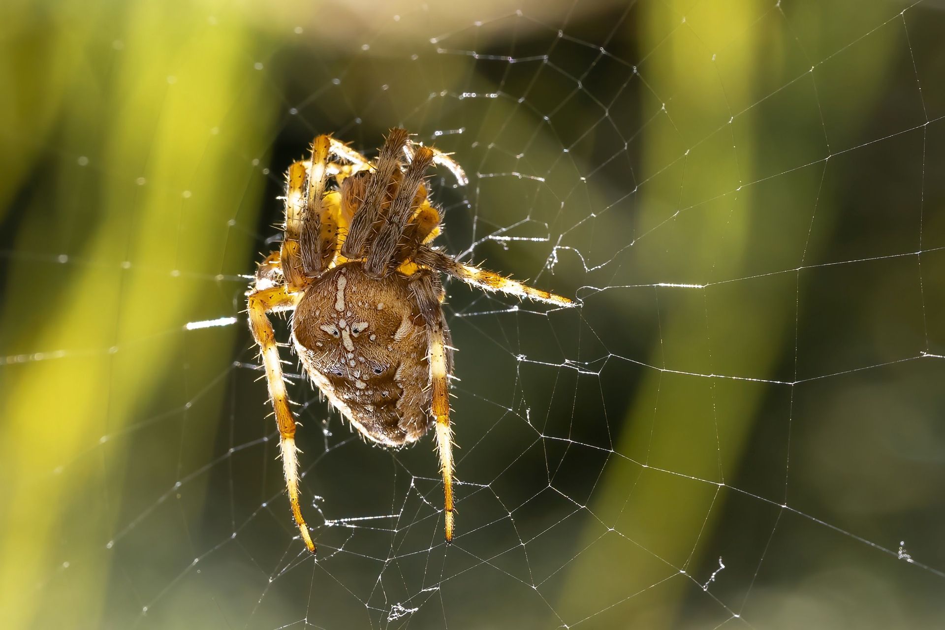 Spiders control by JT Solution