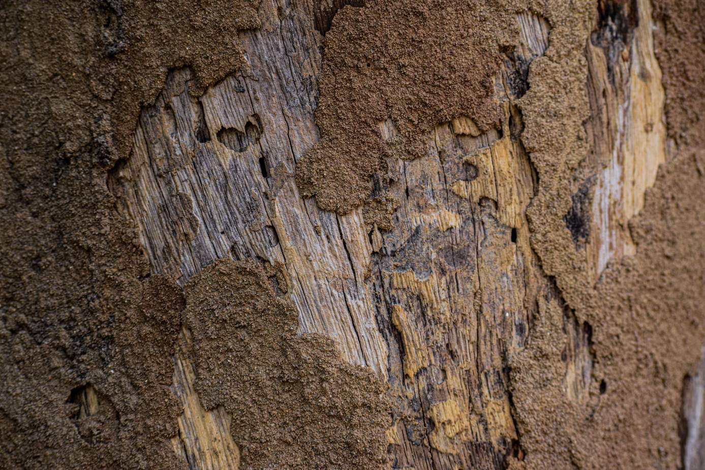 Signs of termites