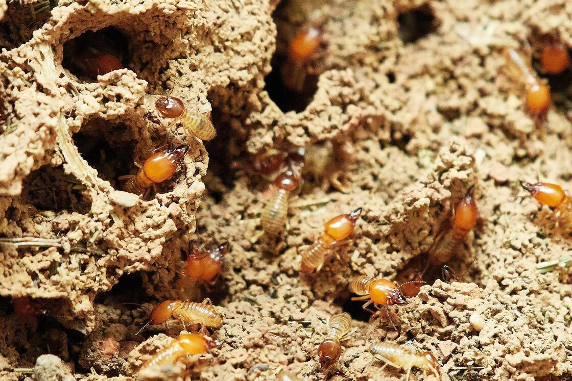 Termite species