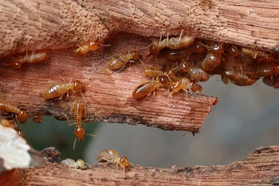 Termite inspection and treatment