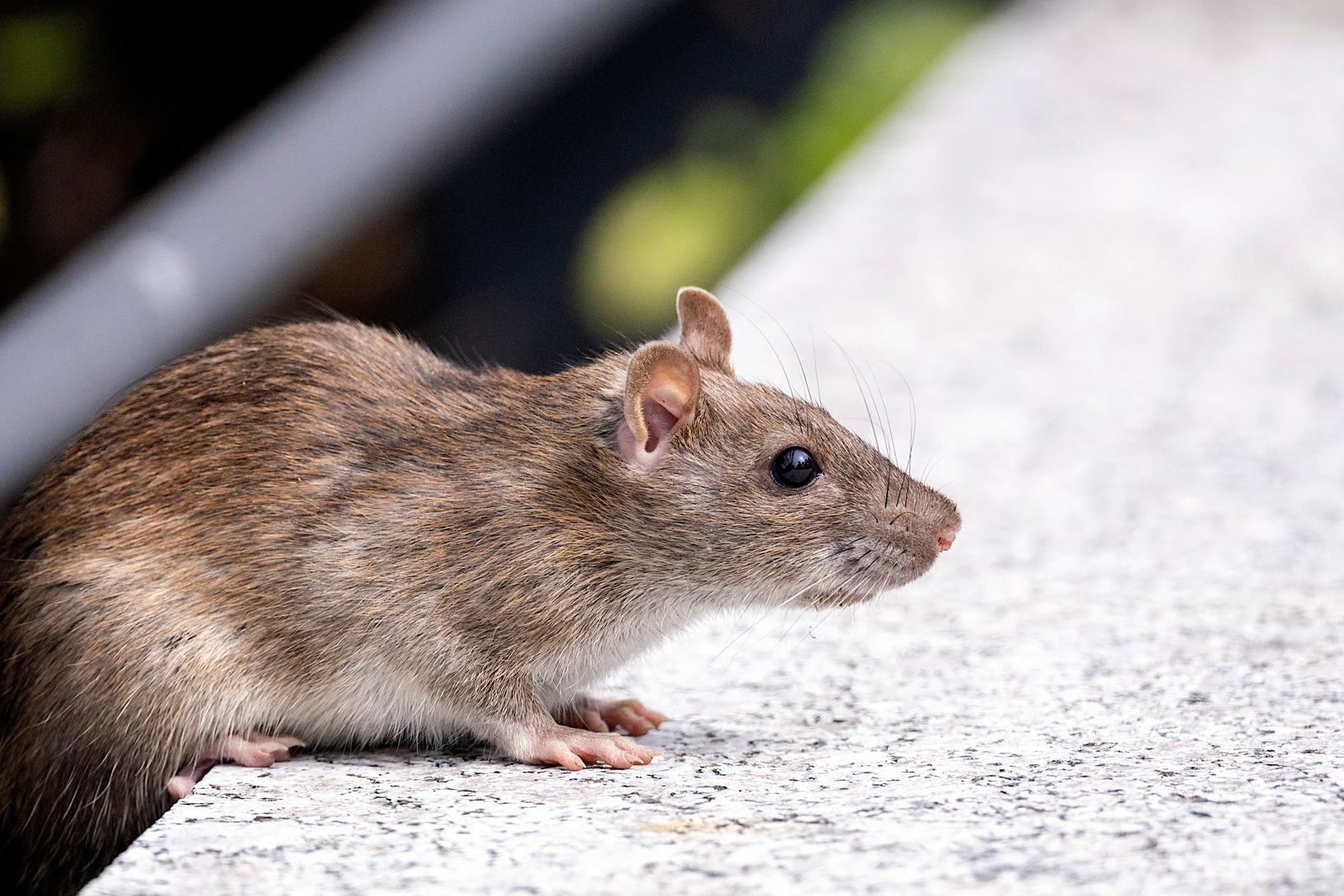 Brown rat