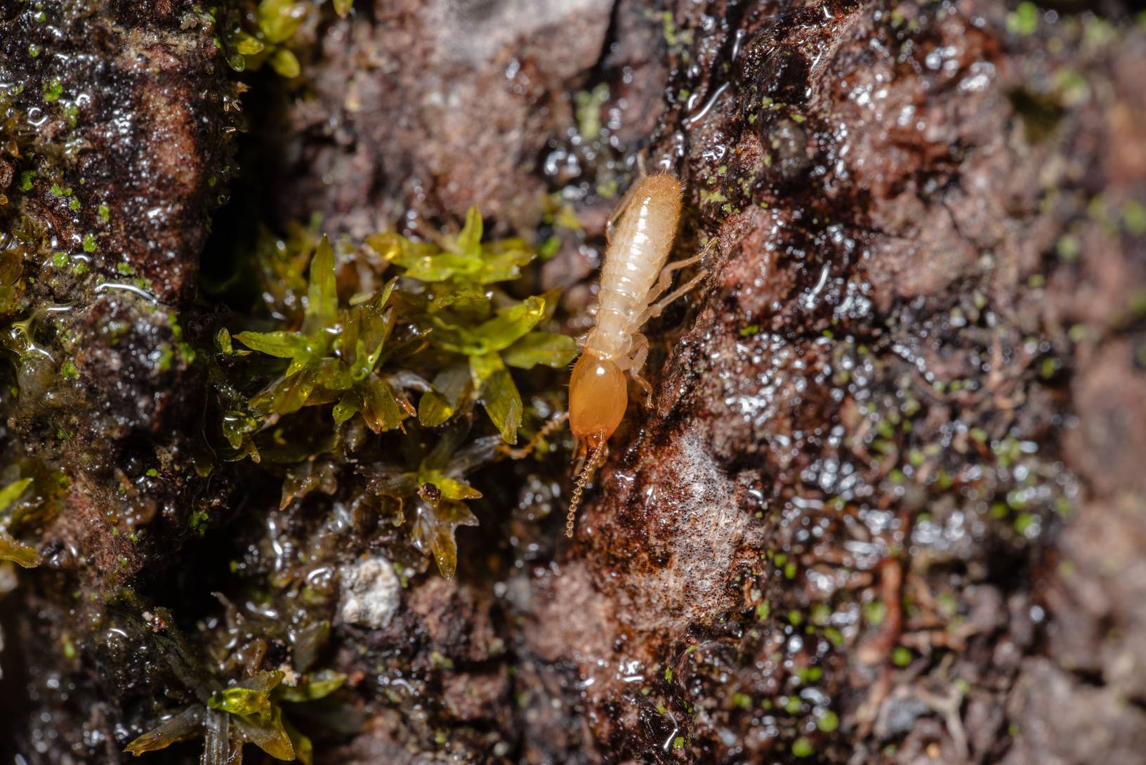 Drywood termites