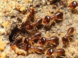 Harvester termites