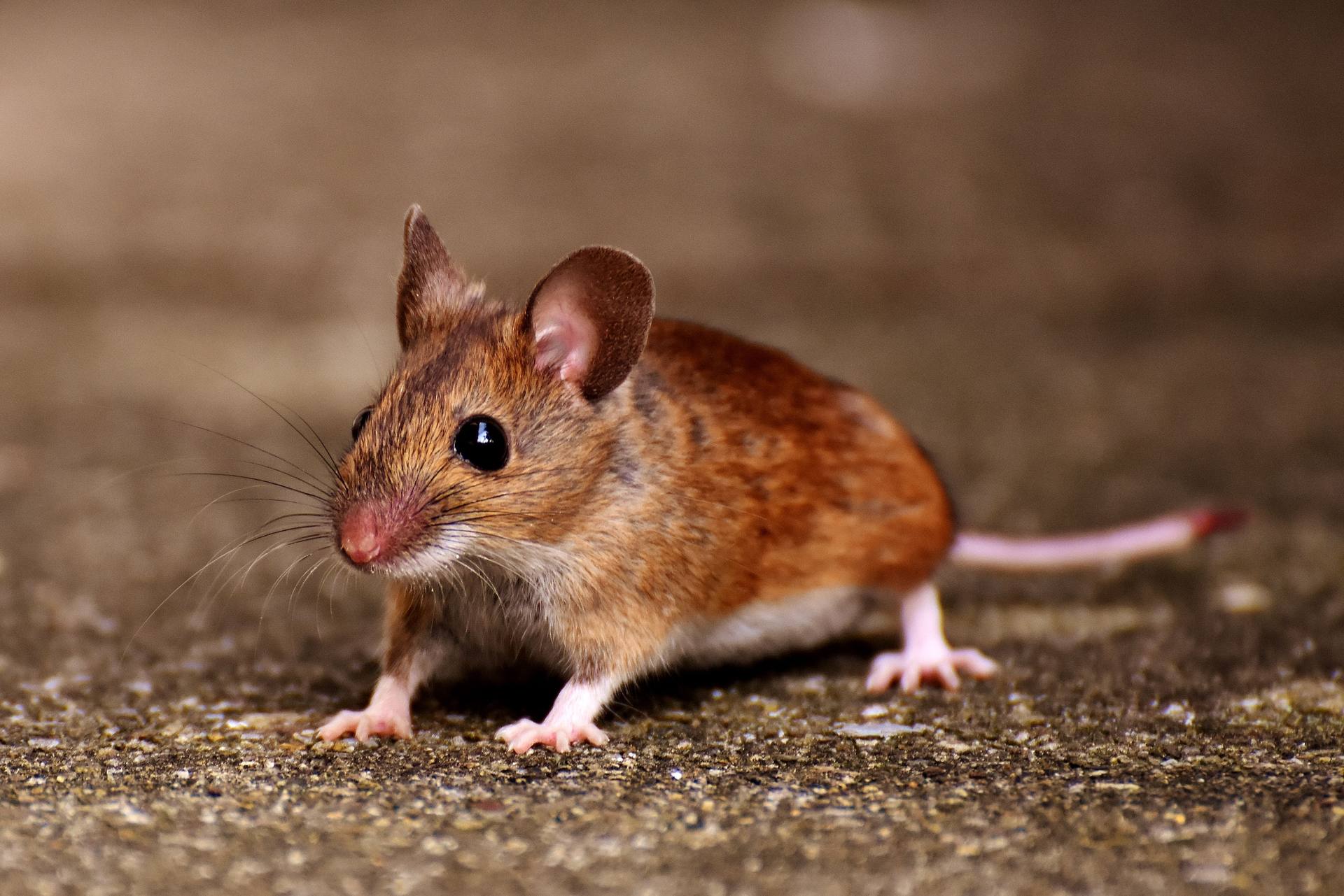 House mouse