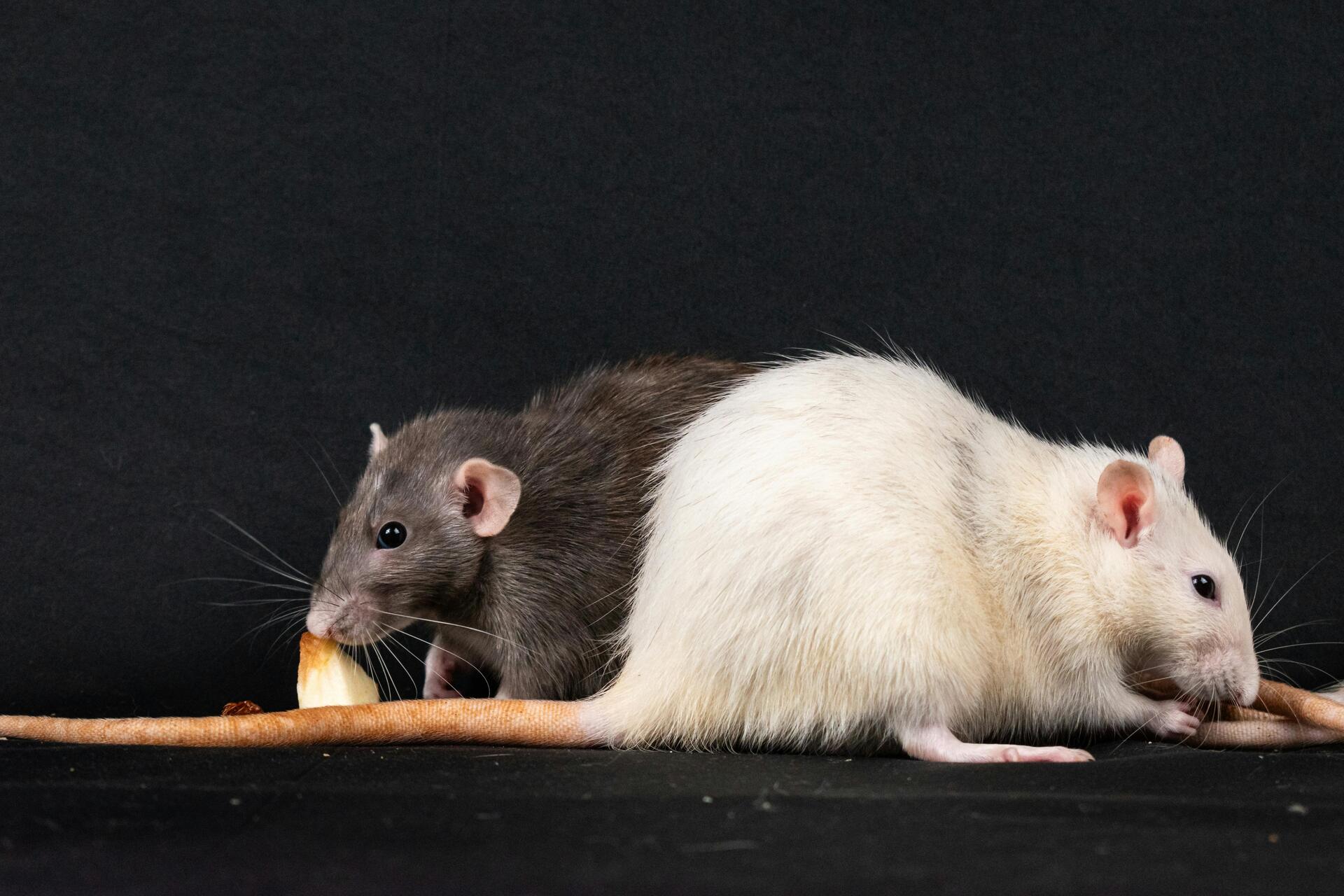 Rat