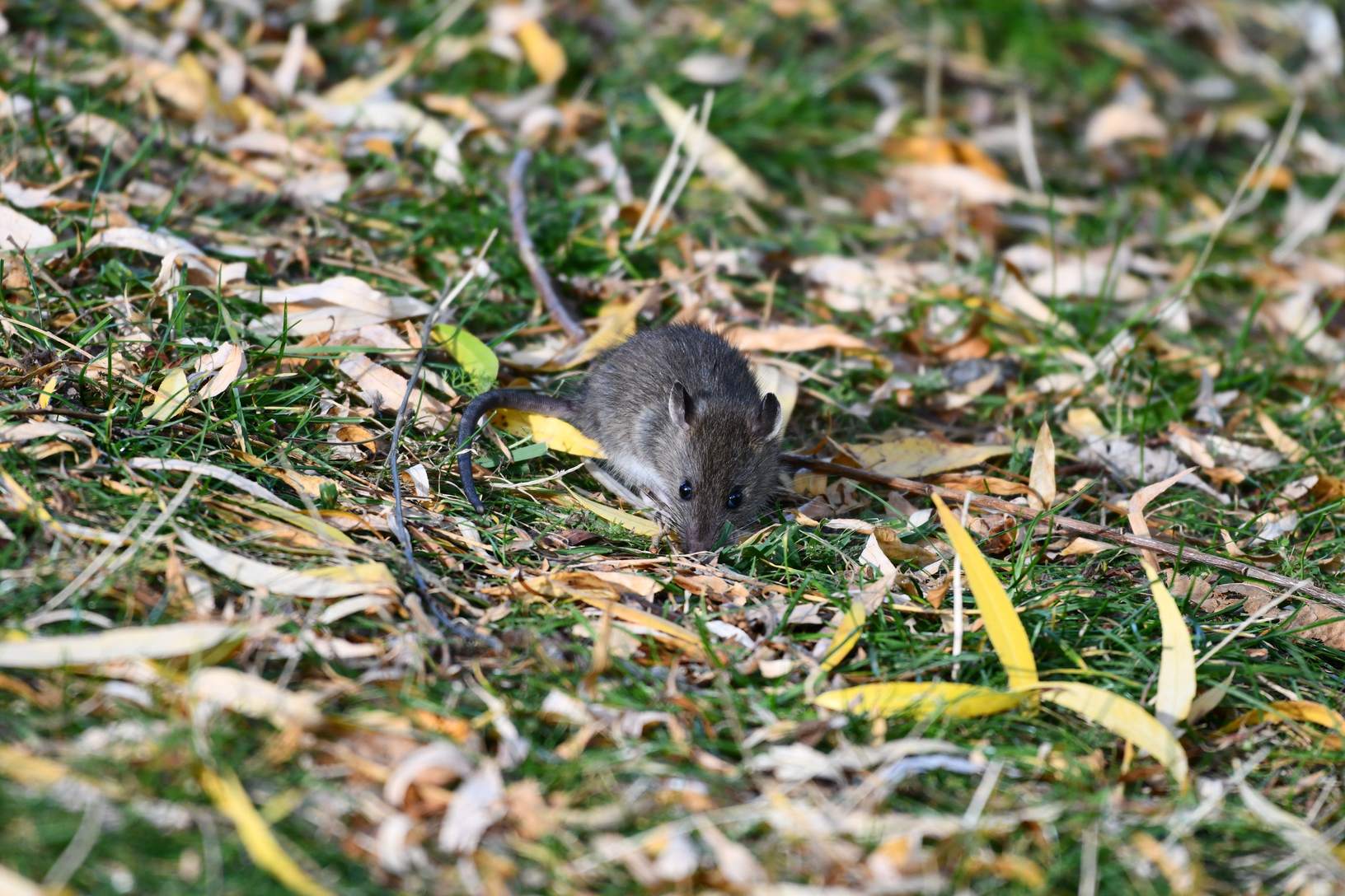 Roof rat