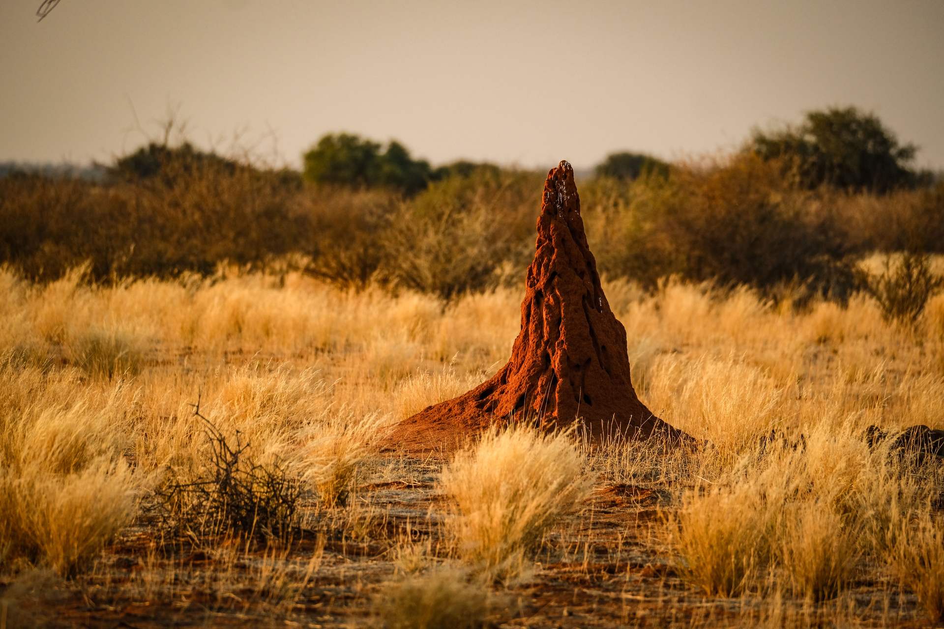 Subterranean termites