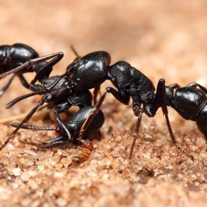 ant-control-melbourne ant-control-melbourne