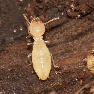 formosan-termite-worker-2-1 formosan-termite-worker-2-1