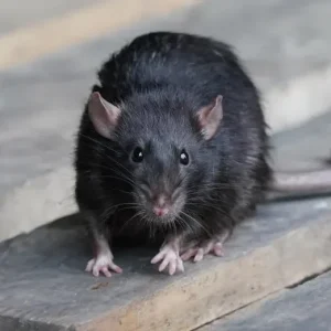 norway-rat-identification norway-rat-identification