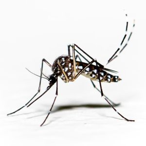Aedes aegypti mosquito pernilongo with white spots and white background Aedes aegypti mosquito pernilongo with white spots and white background